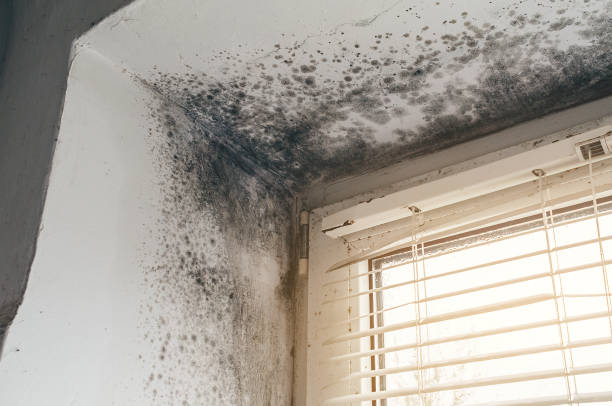 Affordable Mold Cleanup solutions in Riverdale, MD